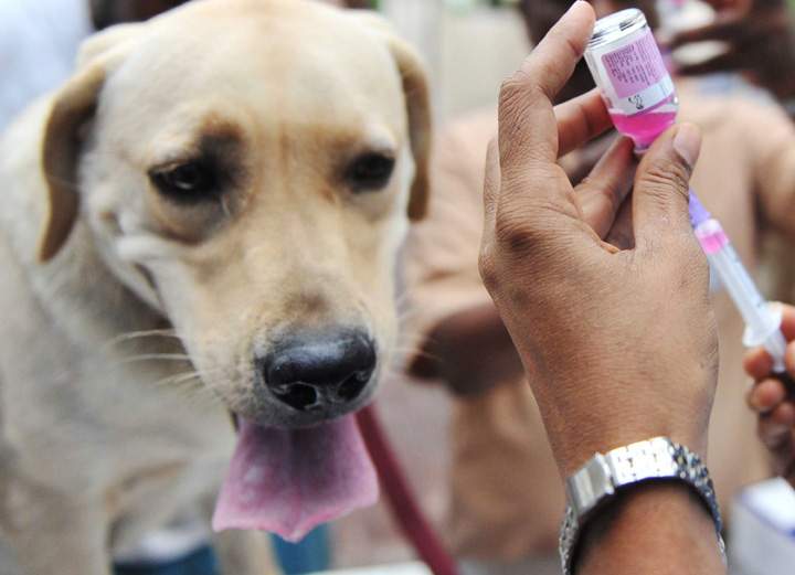 A local veterinarian thinks canines should be vaccinated for rabies before they go home with their owners.