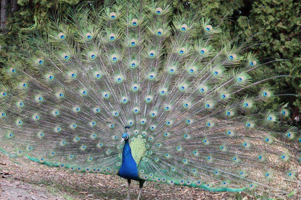 A peacock in B.C.’s Naramata region.