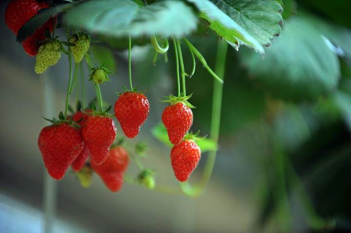 Locally grown fresh strawberries may soon be available year-round in Saskatoon once a state-of-the-art facility is built near Calvet.