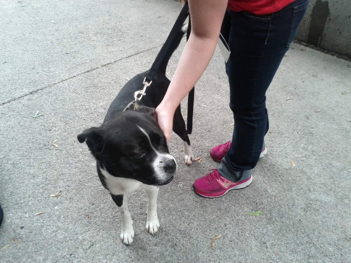 'Tonka' gets his ears scratched outside the SPCA. He was adopted two weeks ago -- during a peak period for abandoned pets. 