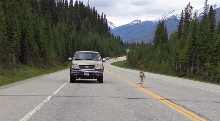 Photo of the wolf. Zoomed in slightly to show details of the animal. / Tim Bartlett .