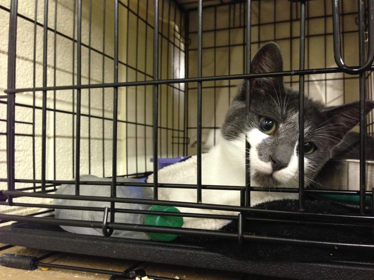 Craig Street Cats suffering after contageous virus - image
