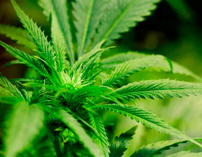 marijuana plant