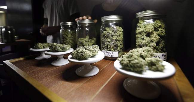 This Feb. 13, 2013 shows different strains of marijuana are displayed during the grand opening of the Seattle location of the Northwest Cannabis Market.