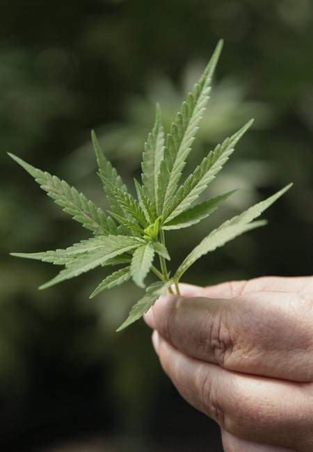 A Saskatoon company has been granted the first two licences to produce and distribute medical marijuana under new Health Canada pot rules.