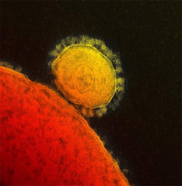 New research is adding weight to the idea that a combination of existing drugs may help some patients infected with the new MERS coronavirus.