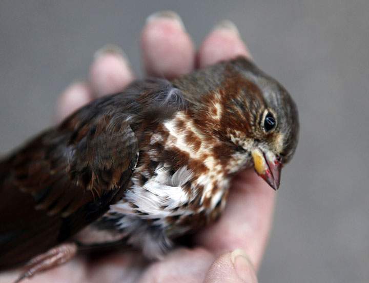A dead bird after it flew into an office building. City lighting has dire consequences for wildlife. (Photo by Michael Tercha/Chicago Tribune/MCT via Getty Images.)
