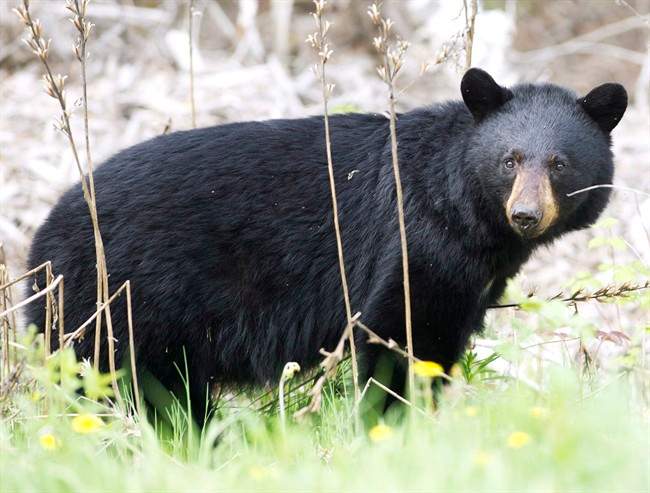 File - A black bear is pictured in a May 27, 2012 file photo.