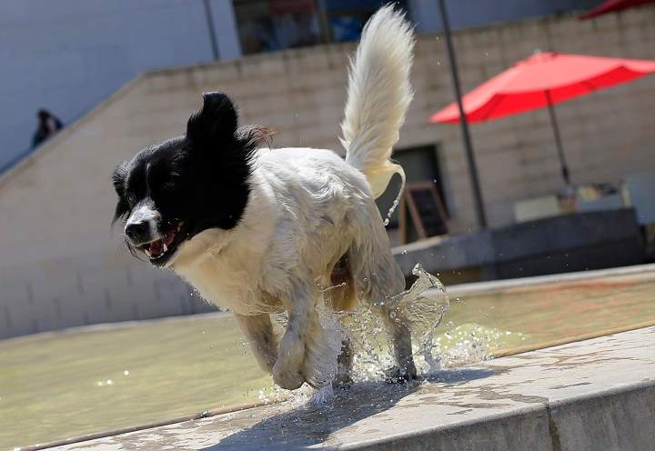 dog sunny heat