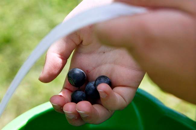 Blueberries take the cake for versatility - image