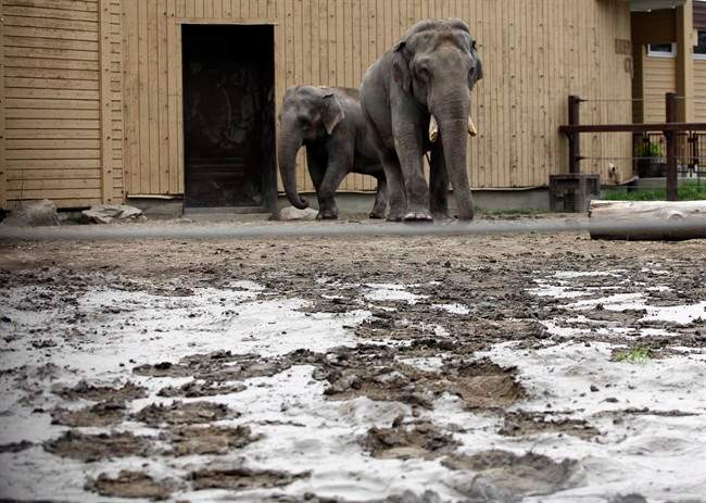 Elephants leave tracks in mud left behind by flooding as clean-up crews work to clean-up the Calgary Zoo in Calgary, Alta., Tuesday, June 25, 2013.