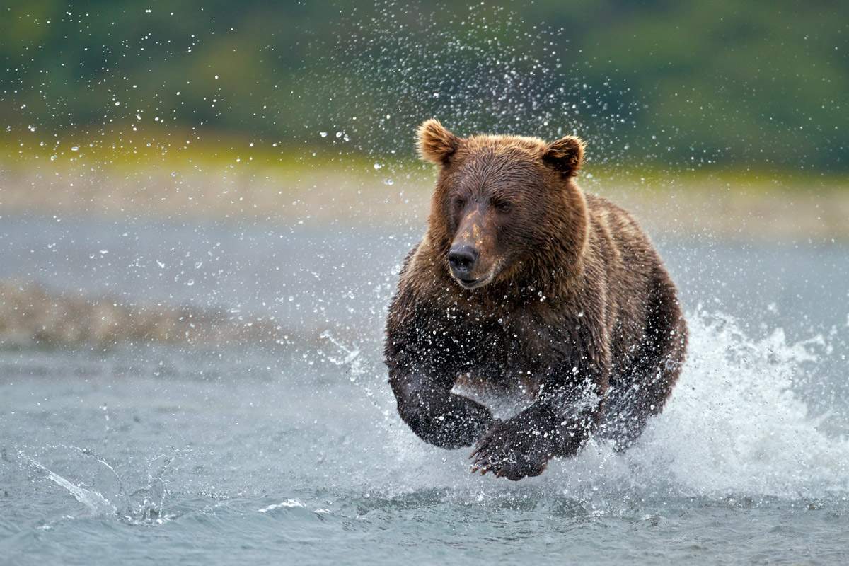 A brown bear is pictured at sunrise catching a salmon at Mount Kukak on August 28, 2011 in Katmai National Park, Alaska.