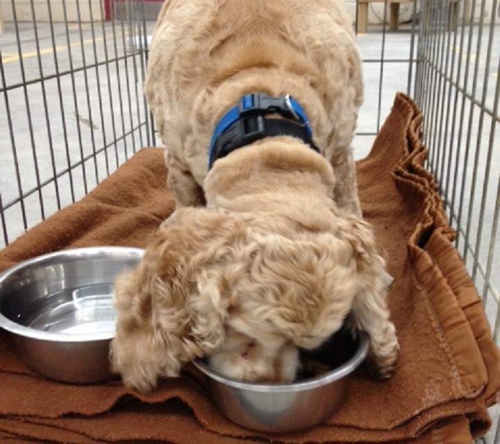 puppy lac megantic