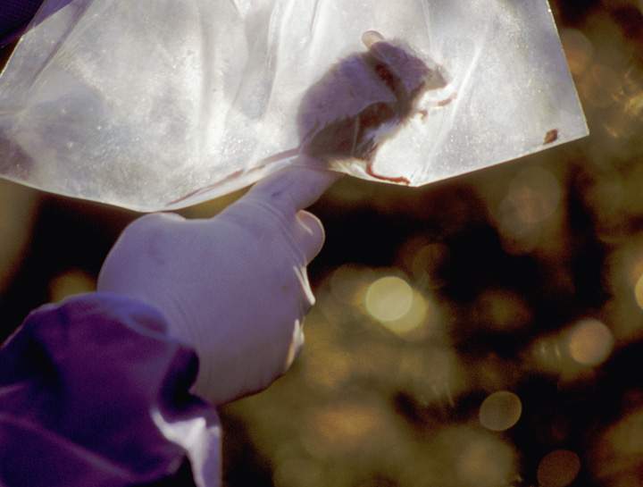 Saskatchewan reports second hantavirus death in 2013; a woman in Heartland Health Region.