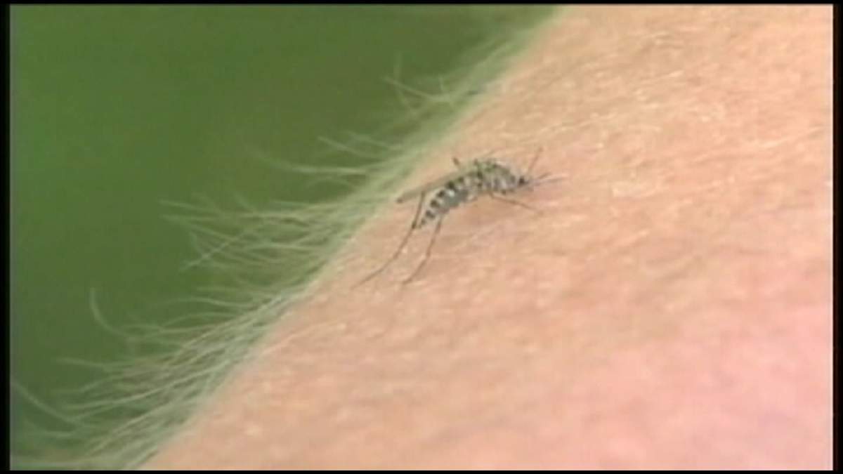 If you've spent any time outside this won't come as a surprise but the city of Regina has seen a surge in the mosquito population.