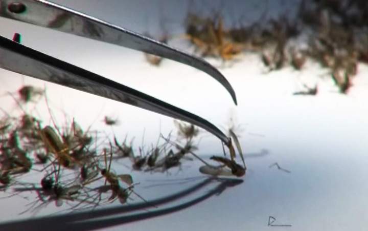 If it seems as though you’re swatting more often in the summer heat, it’s not paranoia, the number of mosquitoes has gotten worse in the last week.