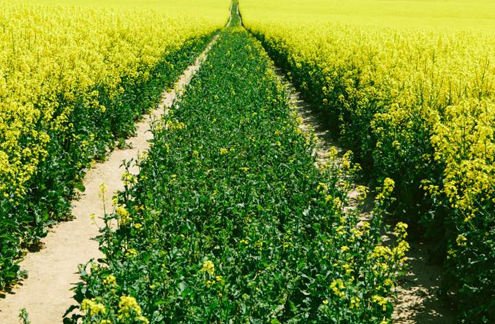 Saskatchewan farmers treated to some new mustard varieties at the Scott Research Farm field day.