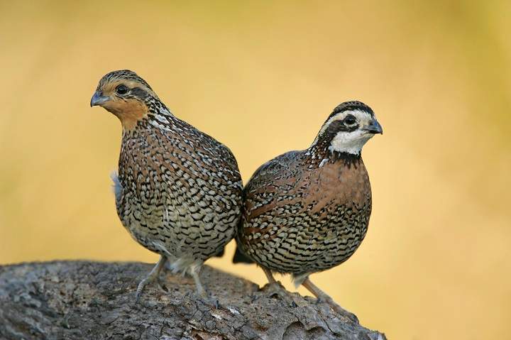 In Canada, the Northern Bobwhite is native to southern Ontario grasslands and savannahs and it is generally believed that only natural population is on Walpole Island near Windsor, ON and perhaps the adjacent mainland. The small grouse was listed as endangered in 1994 by the Committee on the Status of Endangered Wildlife in Canada and reaffirmed in 2003. According to Birdlife, over 20 million were recently being killed annually by hunters. Other major threats such as pesticides, herbicides, forestry and lack of prescribed fires continue to deplete Northern Bobwhite populations. 
