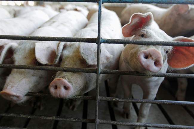 FILE - This June, 28, 2012, file photo shows hogs at a farm in Buckhart, Ill.