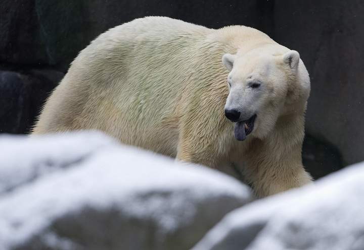 A polar bear stands in his enclosure at the Tierpark Hagenbeck zoo in Hamburg, northern Germany.