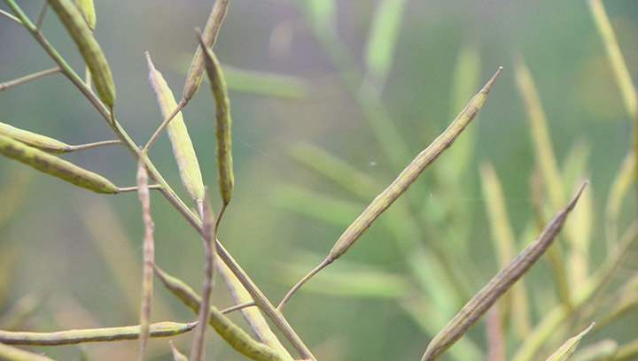 Federal government investing $15 million to strengthen research for pulse crops in Canada.