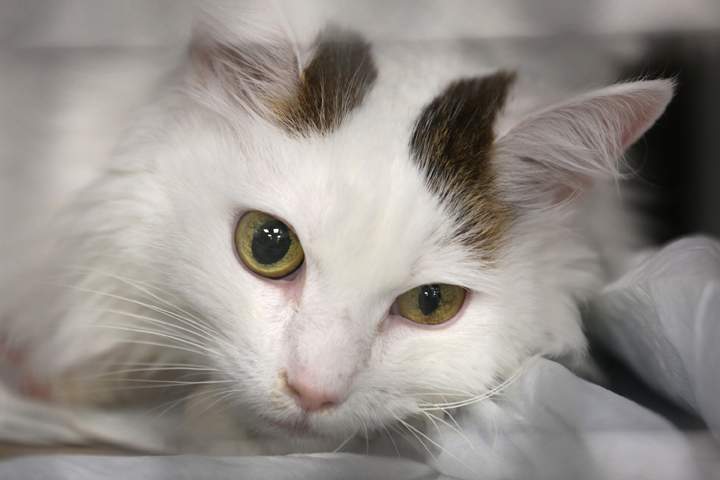 Sick cat Scout awaits an MRI at the Animal Medical Center on December 12, 2012 in New York City.