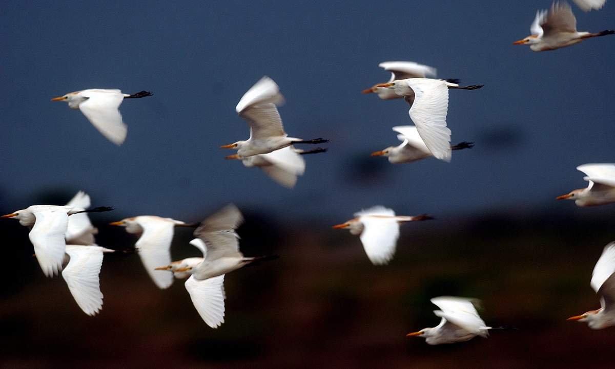 Herons fly through the sky around San Felipe, in the Yucatan in Mexico. There are signs that the West Nile Virus has arrived in this part of Mexico which has a huge bird population (both resident and migratory). The birds are biten by infected culex mosquitos and then they are infected. West Nile antibodies have been found in nearby horses. The discovery of the antibodies are a bad indication of the presence of West Nile Virus in this region of Mexico.