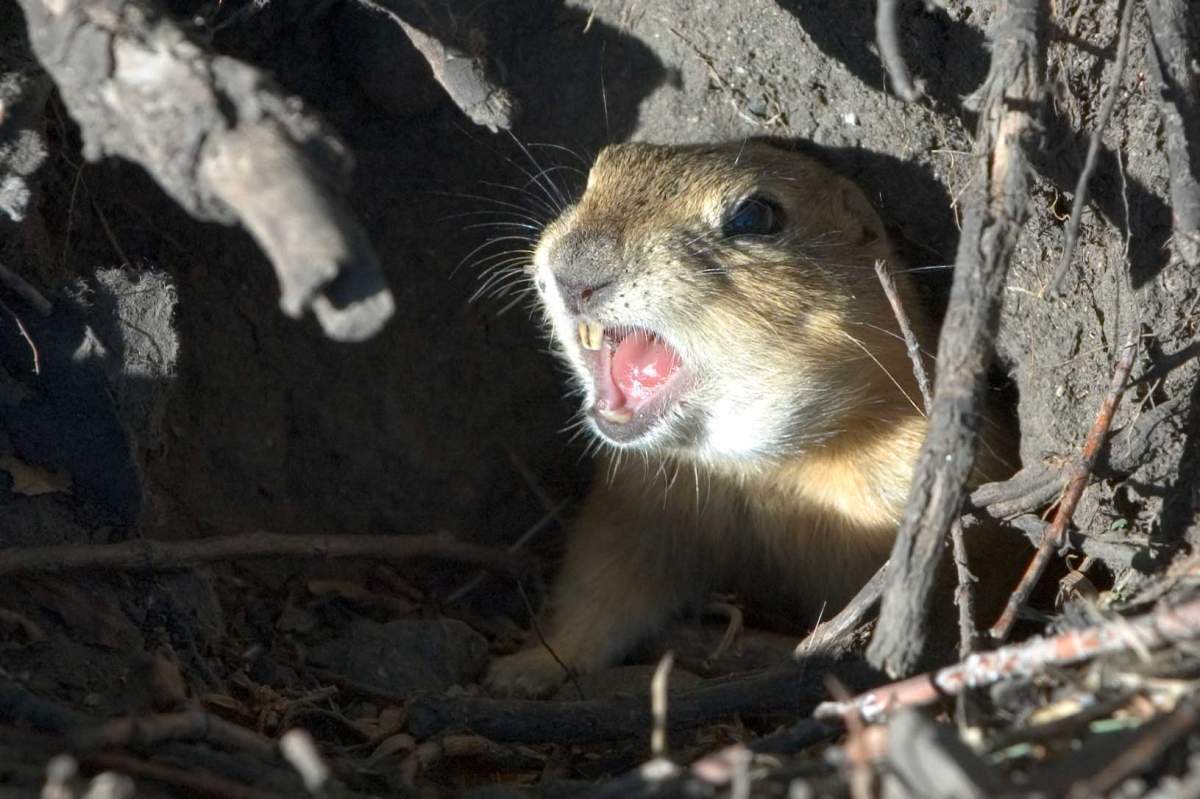 A pest control officer in southeastern
Saskatchewan had a run in with RCMP while hunting gophers earlier this week.