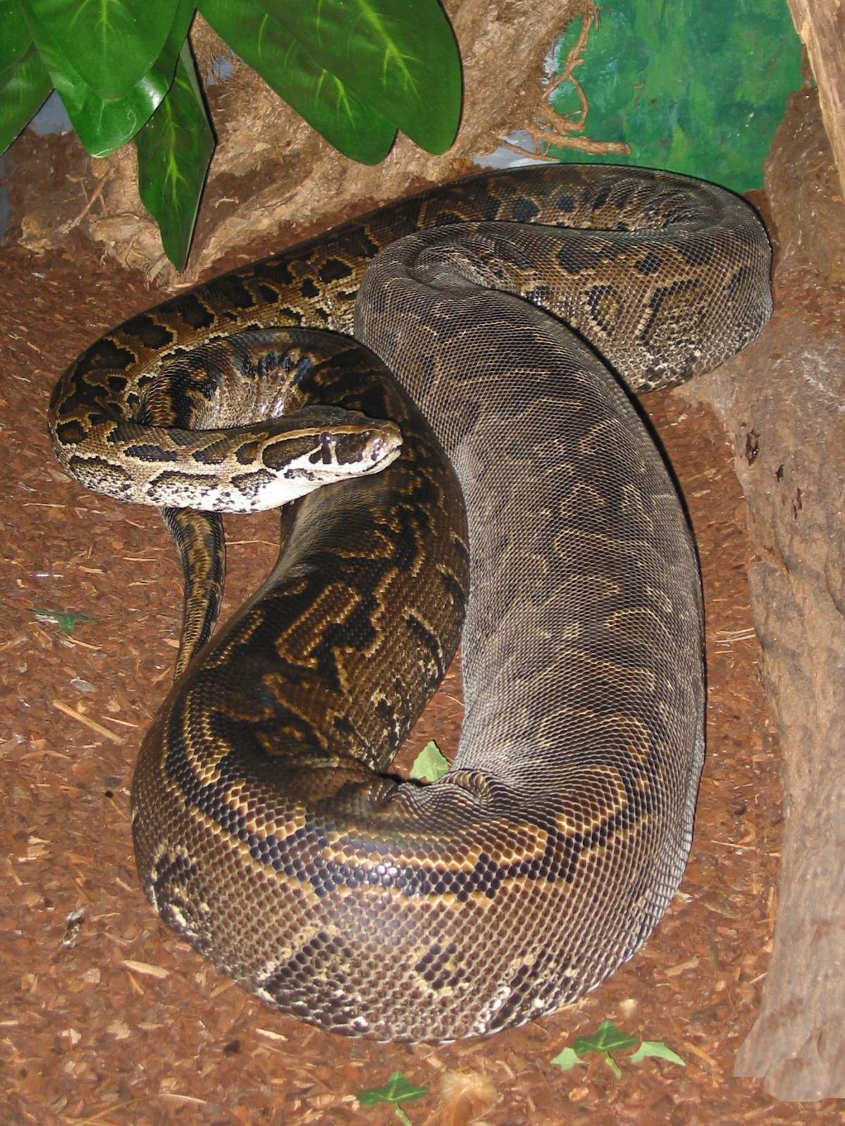 Adult female, northern subspecies.  NOT the snake identified in the New Brunswick incident.