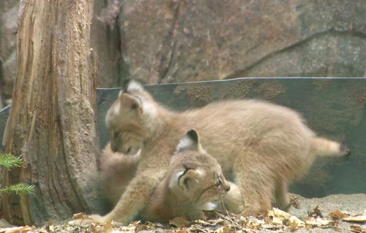 Montreal lynx