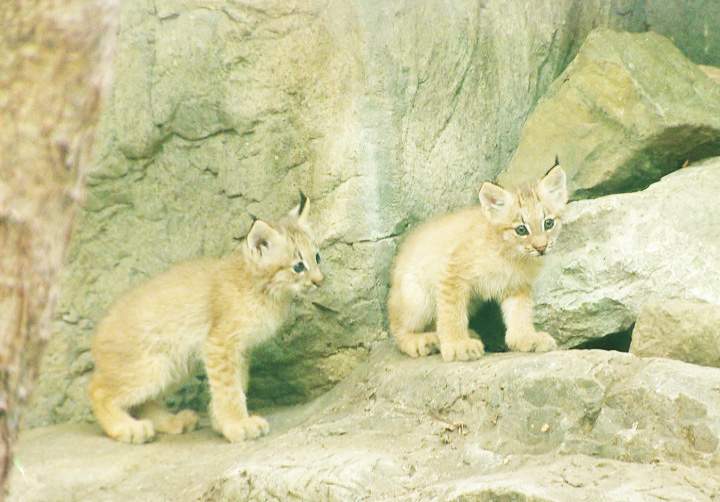 Montreal lynx