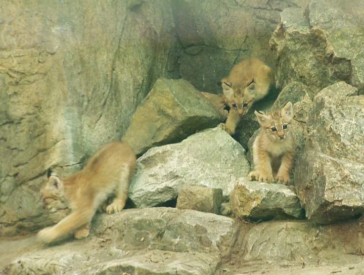 Montreal lynx