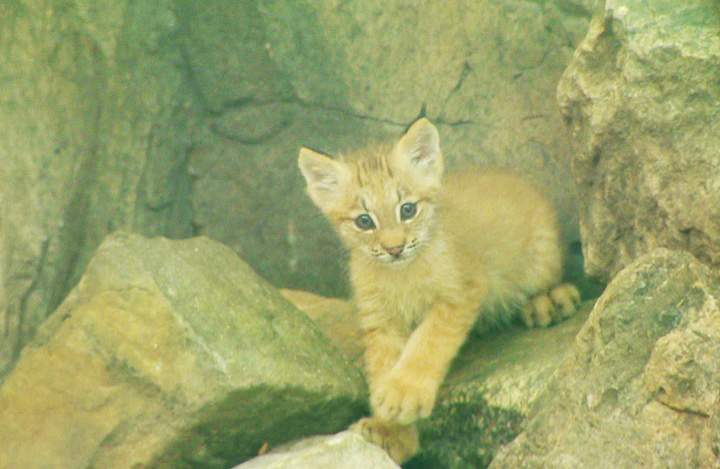 Montreal lynx