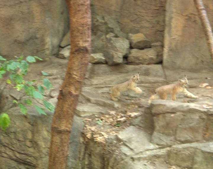 Montreal lynx