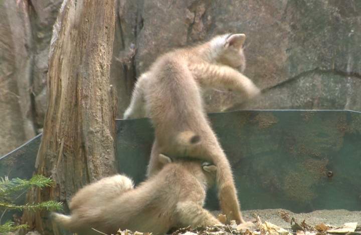 Montreal lynx
