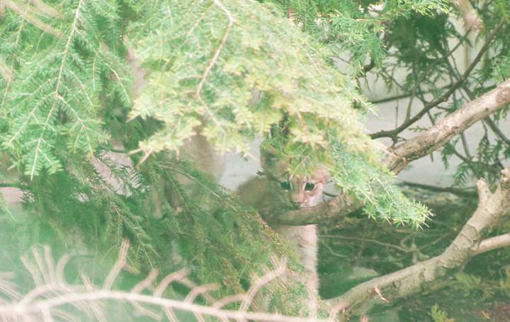 Montreal lynx