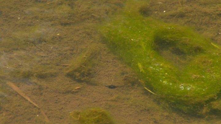 Blue green algae