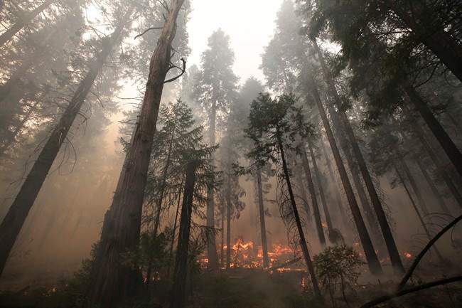 The Rim Fire burns through trees near Yosemite National Park, Calif., on Tuesday, Aug. 27, 2013.