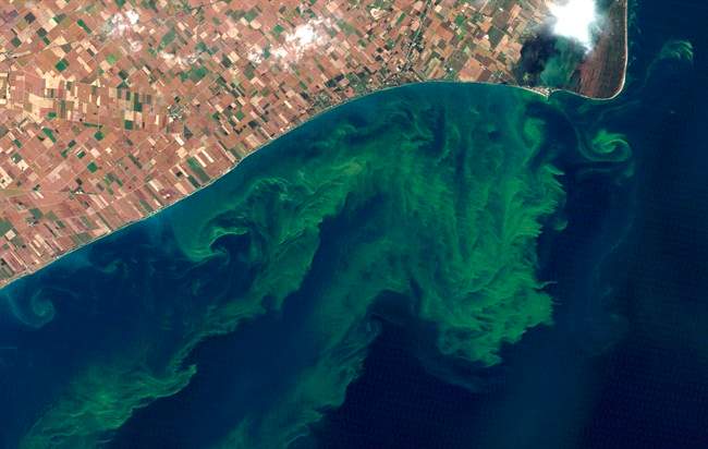 Satellite photo from a NASA website show algae blooms on Lake Erie in this Oct. 5, 2011, file photo. 