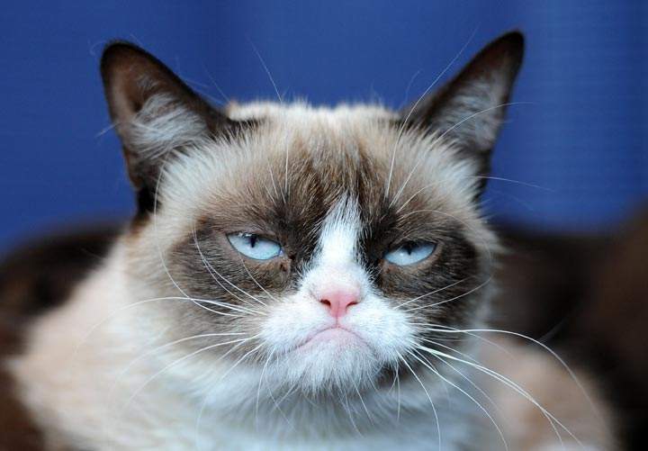 Grumpy Cat makes an appearance at Kitson Santa Monica to promote her new book “Grumpy Cat : A Grumpy Book” on July 23, 2013 in Santa Monica, California.