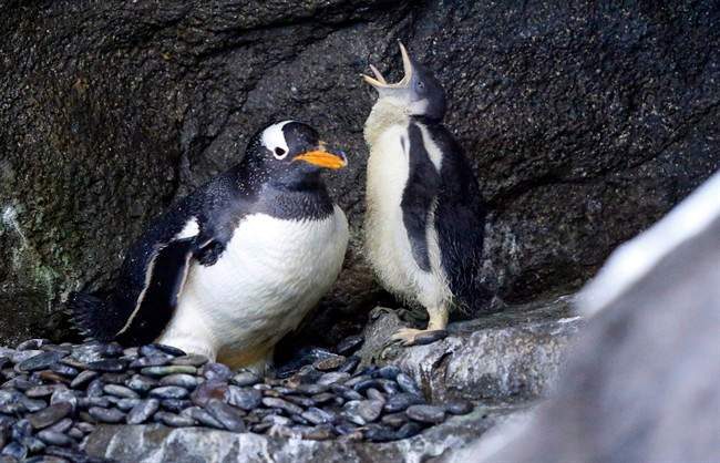 A mother penguin sits on her nest as her chick yawns at the Calgary Zoo on July 31.