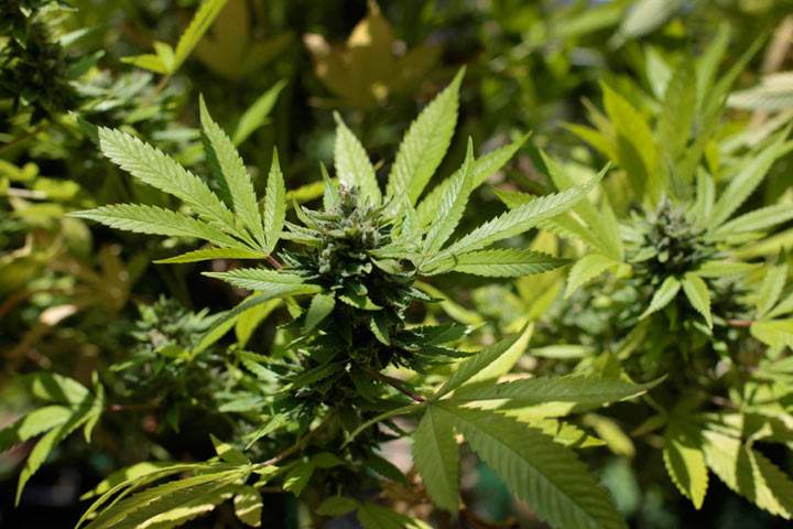 Marijuana plant.