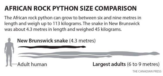 Python that killed two N.B. boys was in enclosure near where they slept, friend says - image