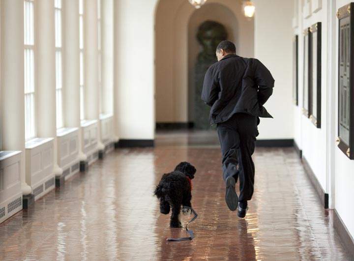 13 photos of U.S. presidential pets - image