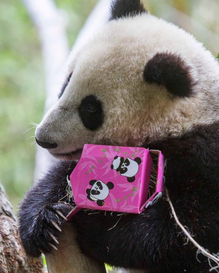 Giant panda cub, Xiao Liwu tries to unwraps the gift boxes at his first birthday celebration on July 29, 2013 at the San Diego Zoo, California. (Photo credit: AP)