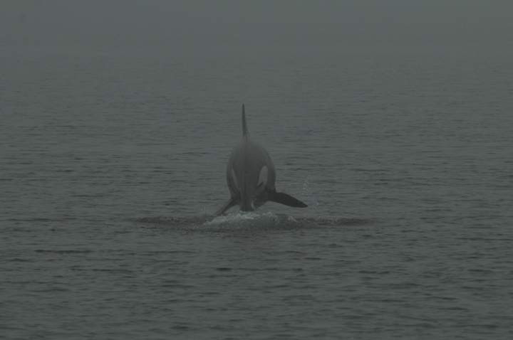 Sam swimming out to sea. Credit: Vancouver Aquarium