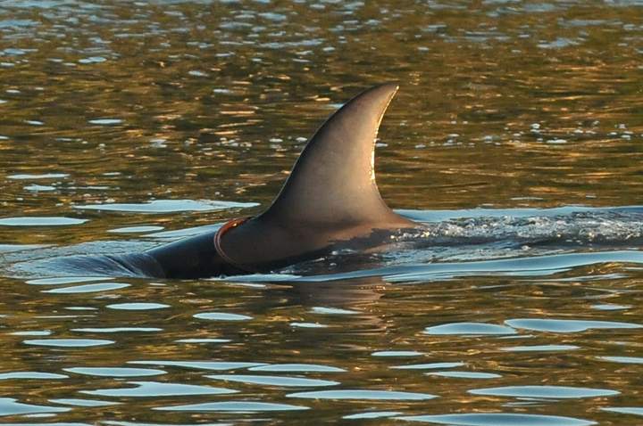 The markings on Sam’s fin.Credit: Vancouver Aquarium