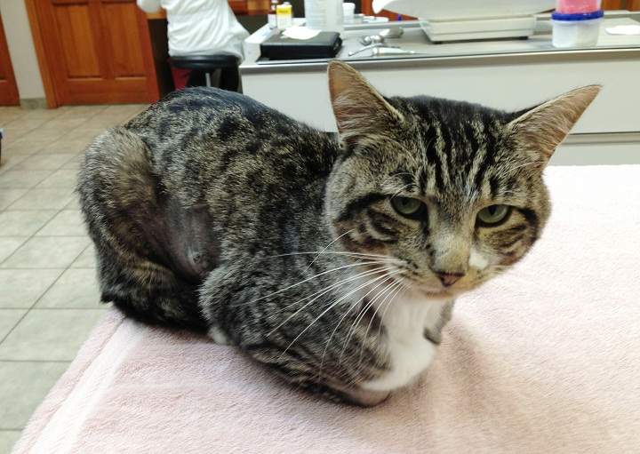 In Photos: Cat survives arrow shot through body, nicknamed Robin Hood - image