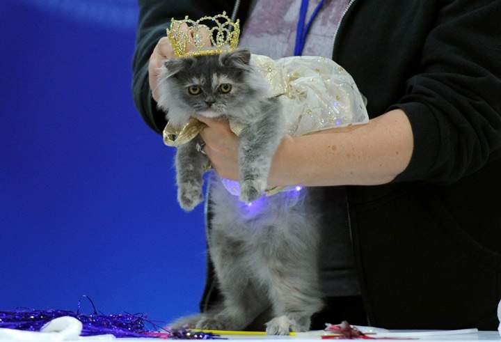 This cat and its fancy crown: