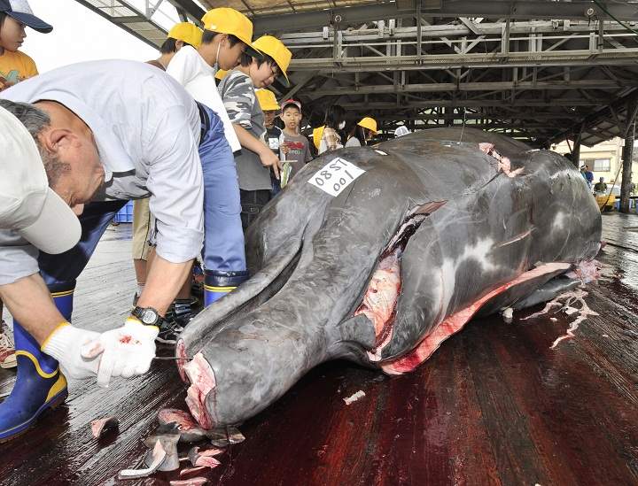 Fishermen slaughter a 10m-long bottlenose whale at the Wada port in Minami-Boso city, Chiba prefecture, east of Tokyo June 25, 2008 for the first whale hunt in this region. Wada does not take part in 'research' catches but instead is one of four Japanese towns that openly kill whales for commercial sale, a practice allowed as the species they target are not protected by the IWC.